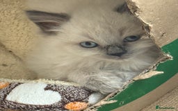Ragdoll cats for sale: ADORABLE RAGDOLL KITTENS - READY NOW - Image 36