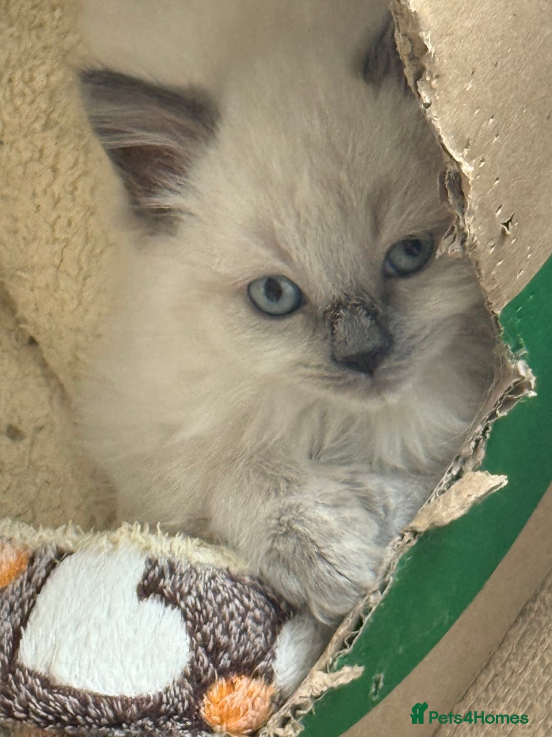 Ragdoll cats for sale: ADORABLE RAGDOLL KITTENS - READY NOW - Image 36