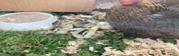 Chickens poultry for sale: High Quality Serama Bantam - Advert 14