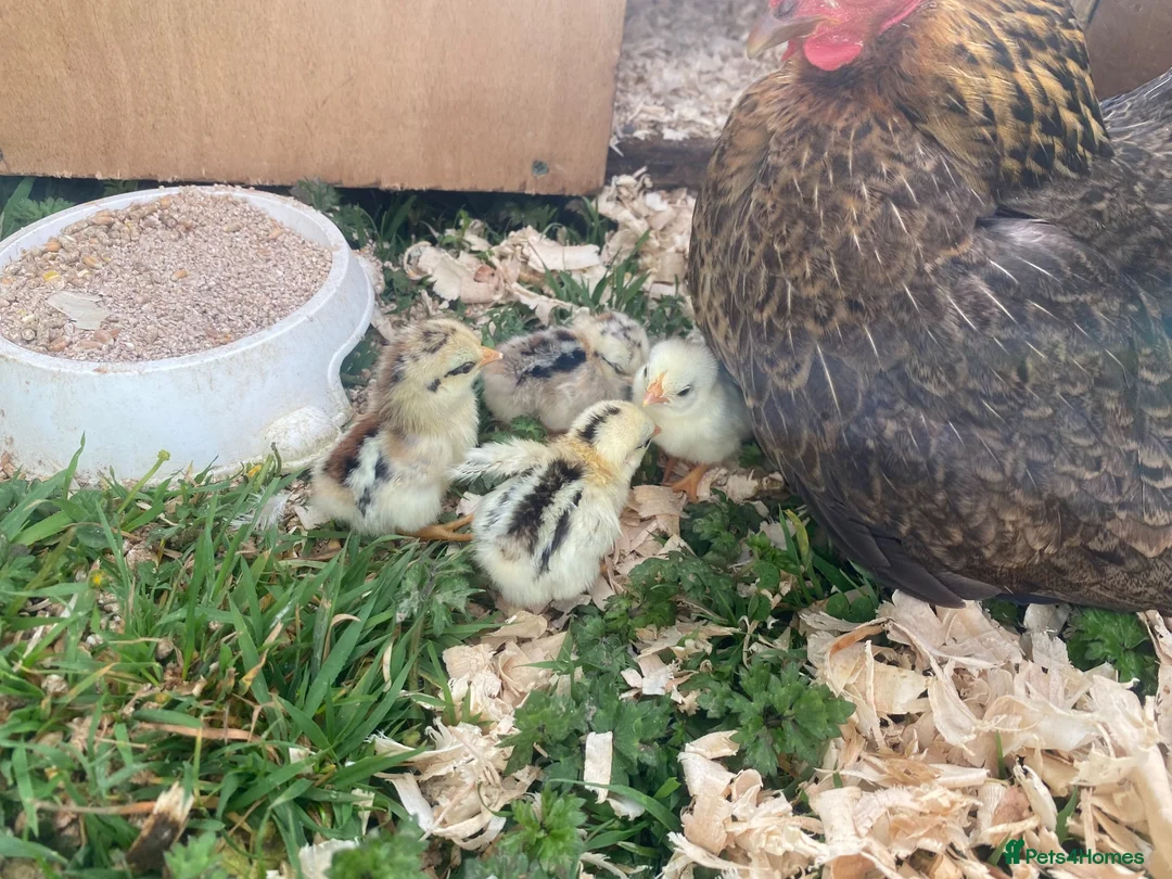 Chickens poultry for sale: High Quality Serama Bantam - Advert 14