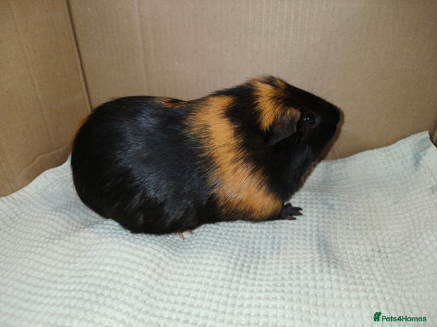 Guinea Pig rodents - Advert 15