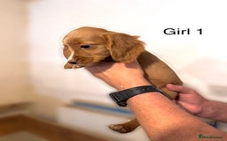 Cocker Spaniel dogs for sale: Beautiful cocker spaniel puppies ready now - Advert 18