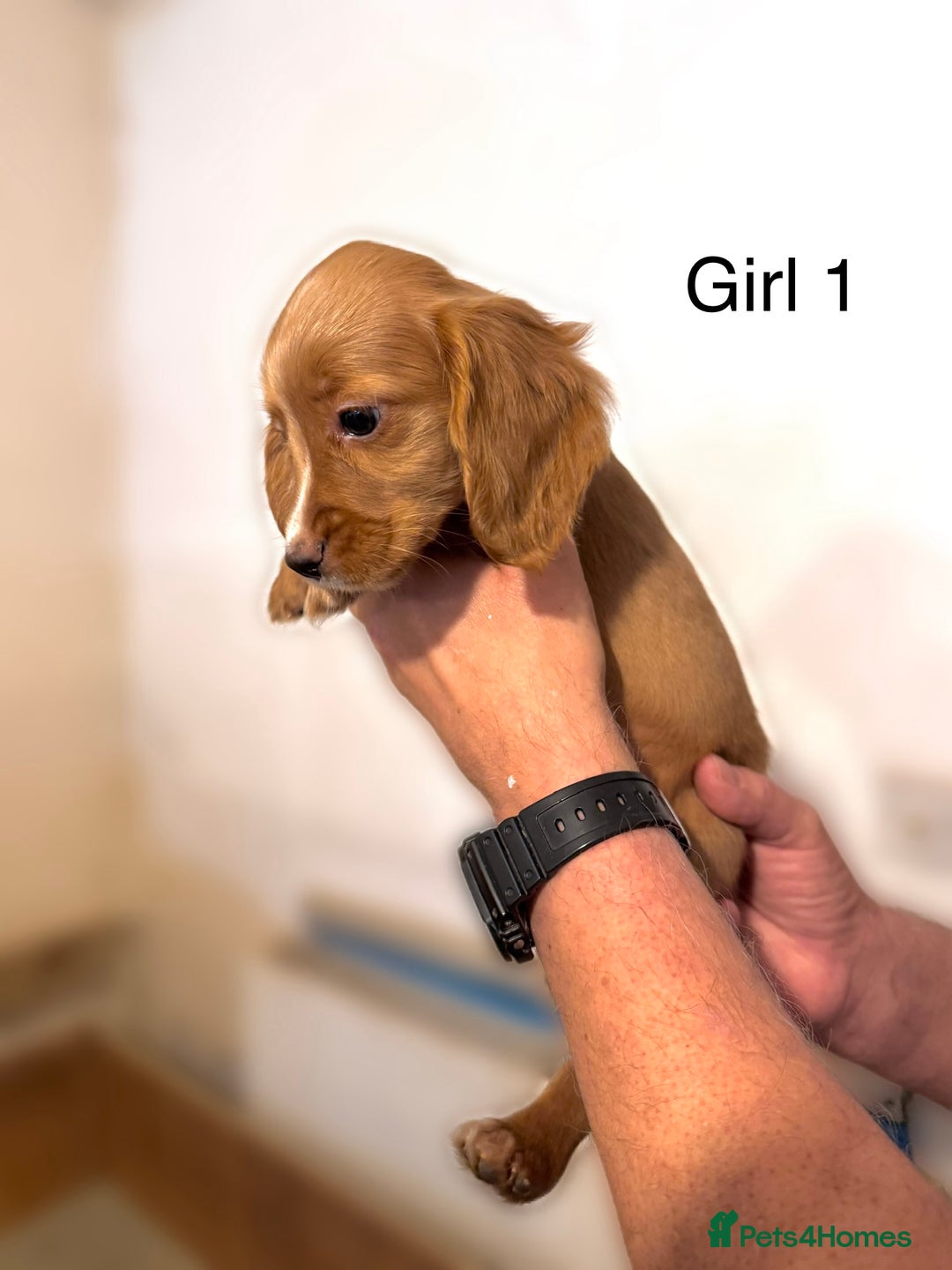 Cocker Spaniel dogs for sale: Beautiful cocker spaniel puppies ready now - Advert 18