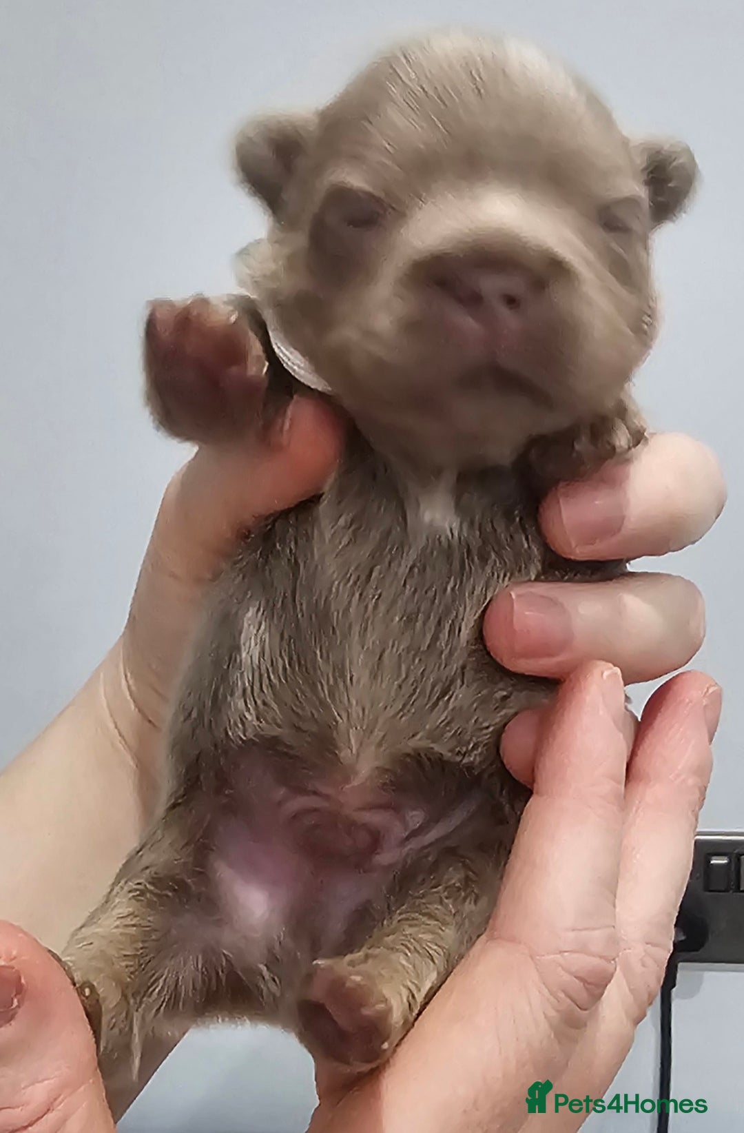 French Bulldog dogs for sale: French Bulldog Visual fluffies - Advert 27