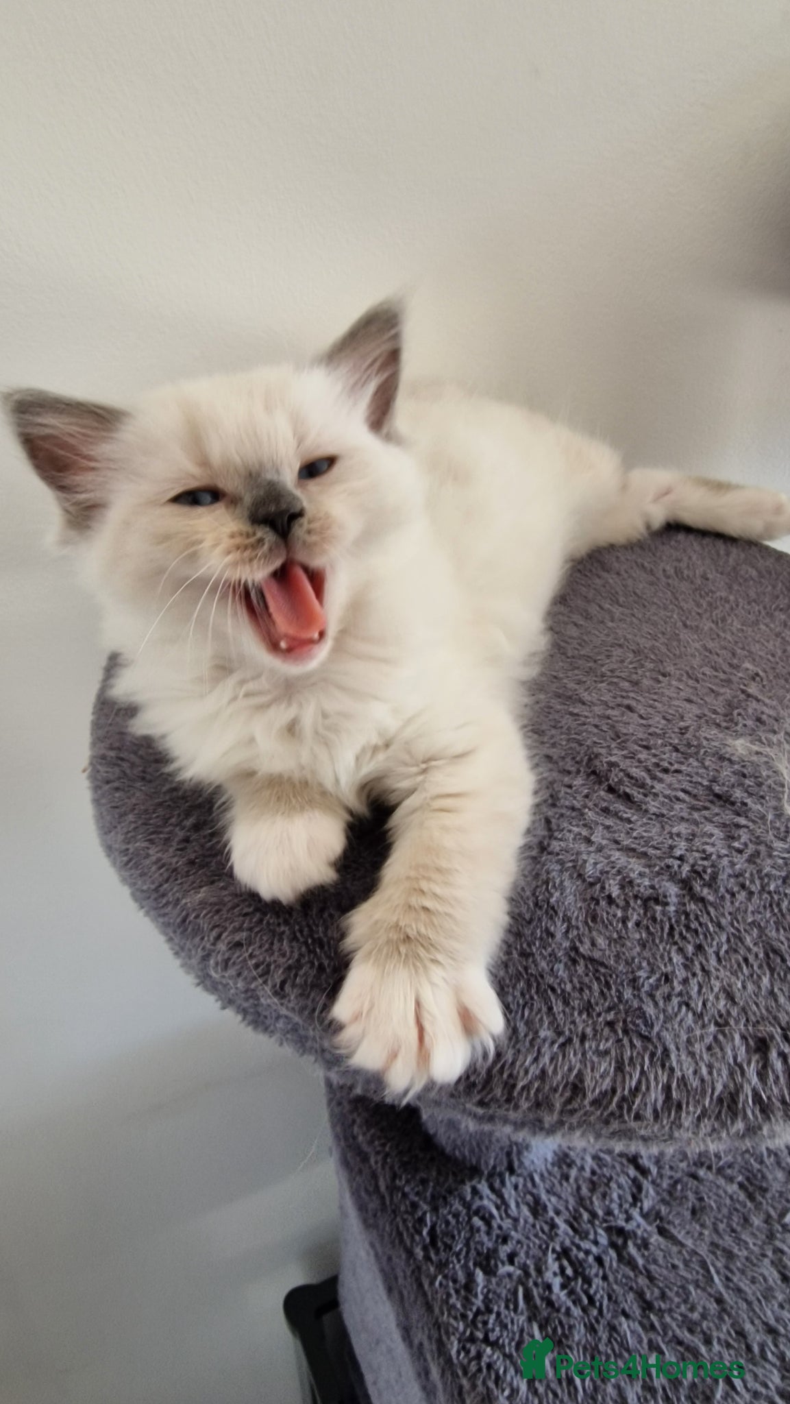 Ragdoll cats 3 blue point ragdoll kittens for sale - Advert 12