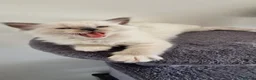 Ragdoll cats for sale: 3 blue point ragdoll kittens for sale - Advert 1