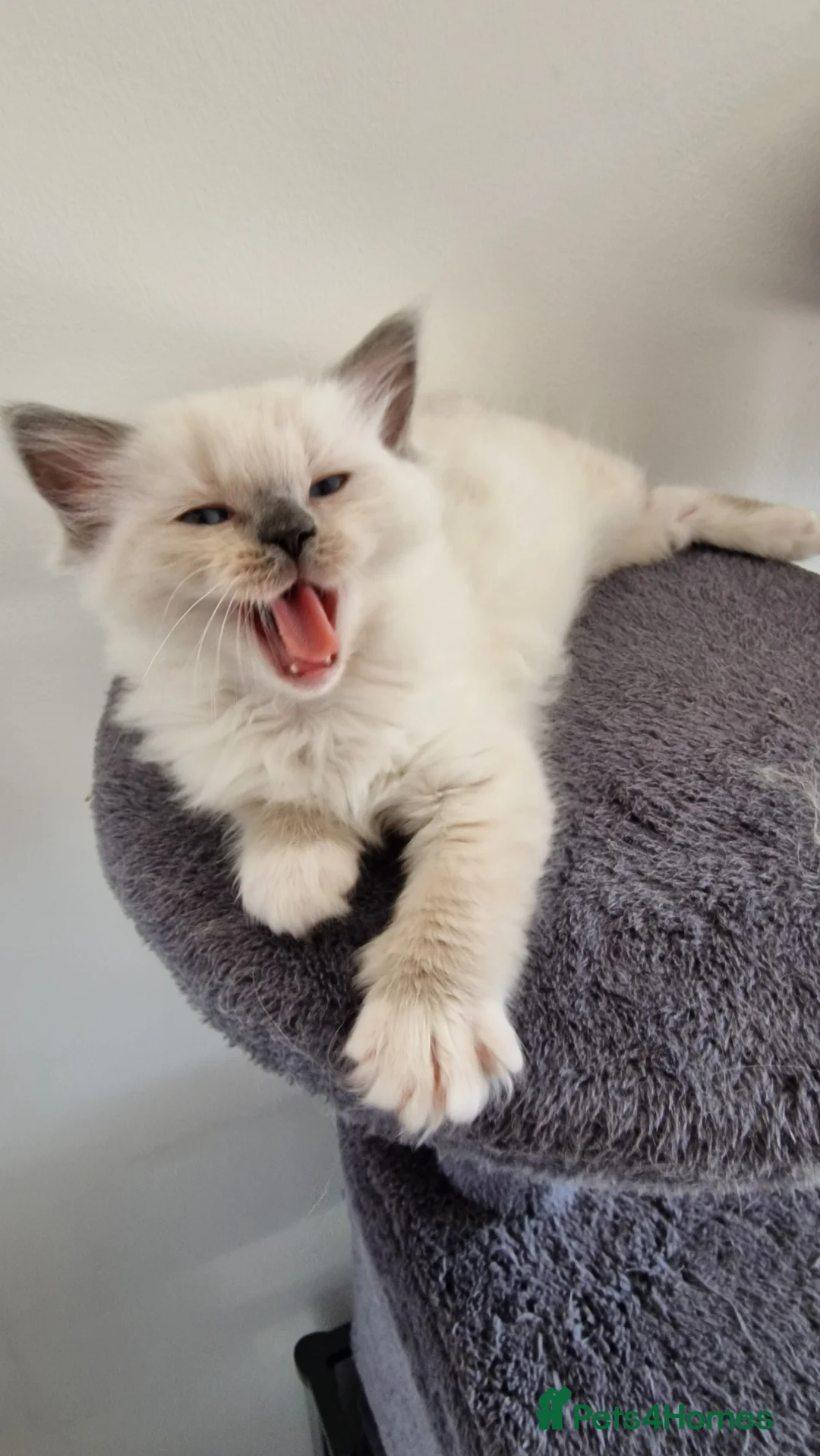 Ragdoll cats for sale: 3 blue point ragdoll kittens for sale - Advert 1