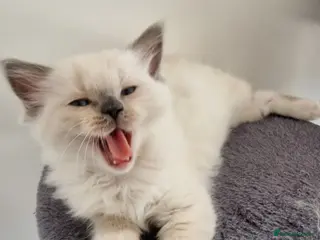 Ragdoll cats 3 blue point ragdoll kittens for sale - Advert 1