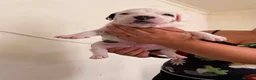 Staffordshire Bull Terrier dogs for sale: Adorable Puppies Staffordshire Bull Terrier - Advert 8
