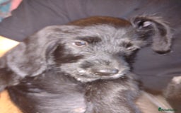 Mixed Breed dogs for sale: Sprocker x gwp - Image 6