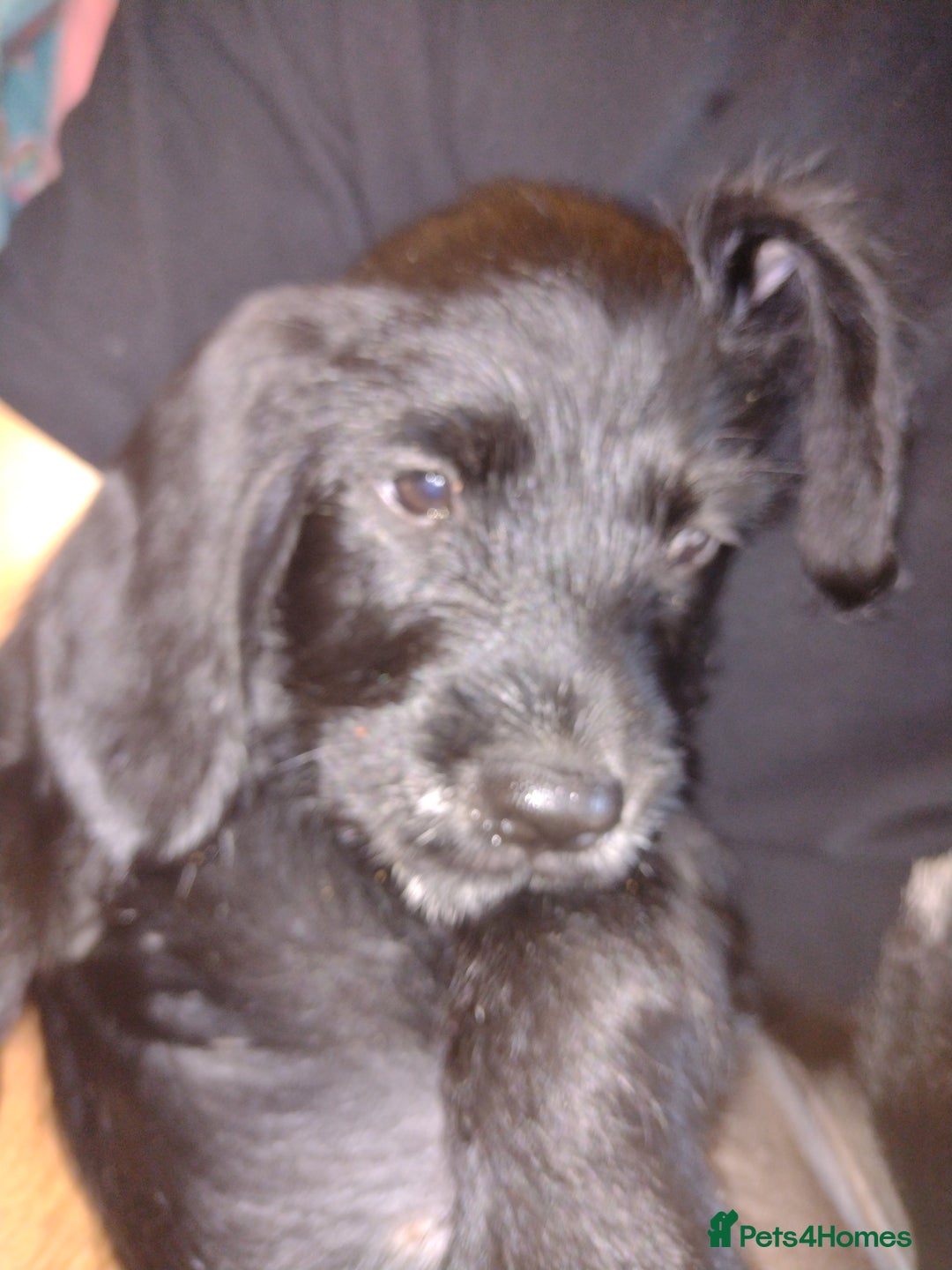 Mixed Breed dogs for sale: Sprocker x gwp - Image 6