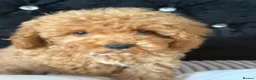 Maltipoo dogs for sale: Beautiful Maltipoo Puppies – Ready NOW - Advert 5