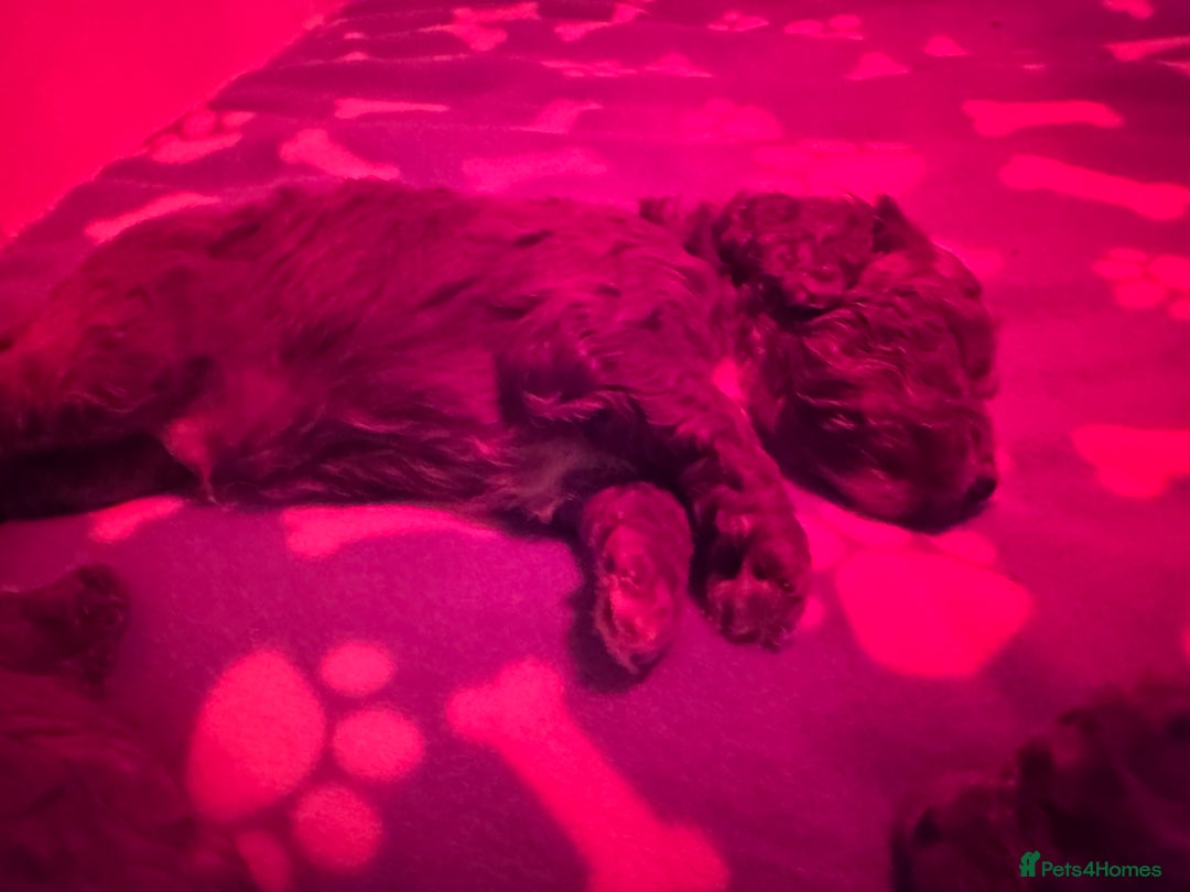 Cavapoo dogs for sale: F1b Cavapoo extensively health tested mum&dad  - Advert 6