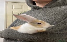 French Lop rabbits for sale: French lop Californian 4 does and a buck.  - Image 3