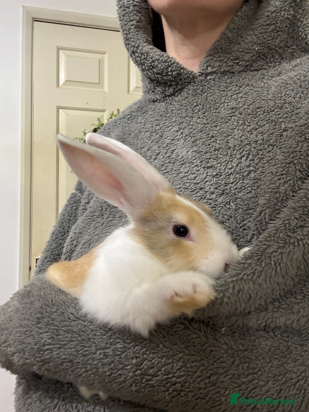 French Lop rabbits for sale: French lop Californian 4 does and a buck.  - Image 3