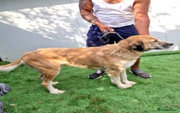 Mixed Breed dogs for adoption: 🐾💖 Tina, a Golden Girl with a Heart of Gold 💖🐾 - Image 1