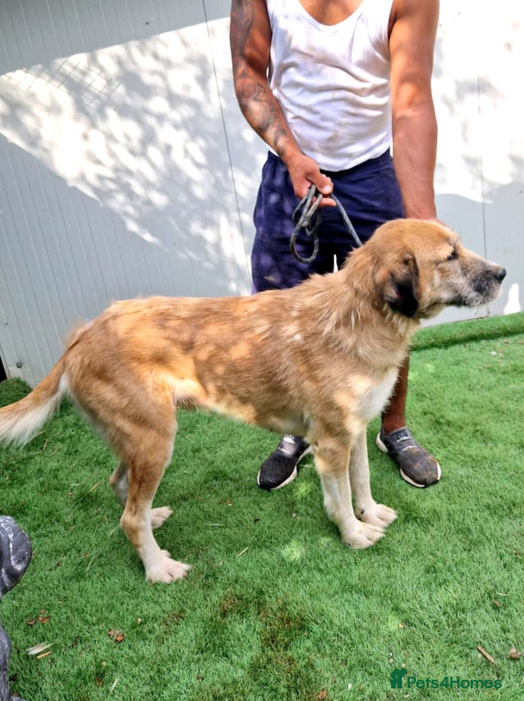 Mixed Breed dogs for adoption: 🐾💖 Tina, a Golden Girl with a Heart of Gold 💖🐾 - Image 1