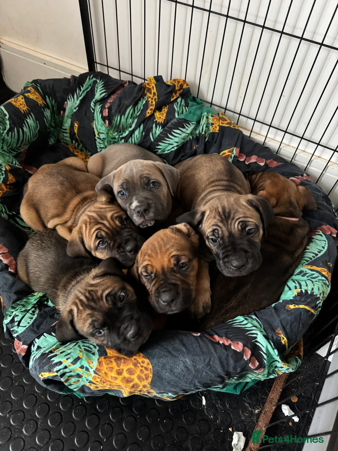 Cane Corso dogs for sale: Ready to go Thursday 2boys 1girl cane Corso pups - Advert 21