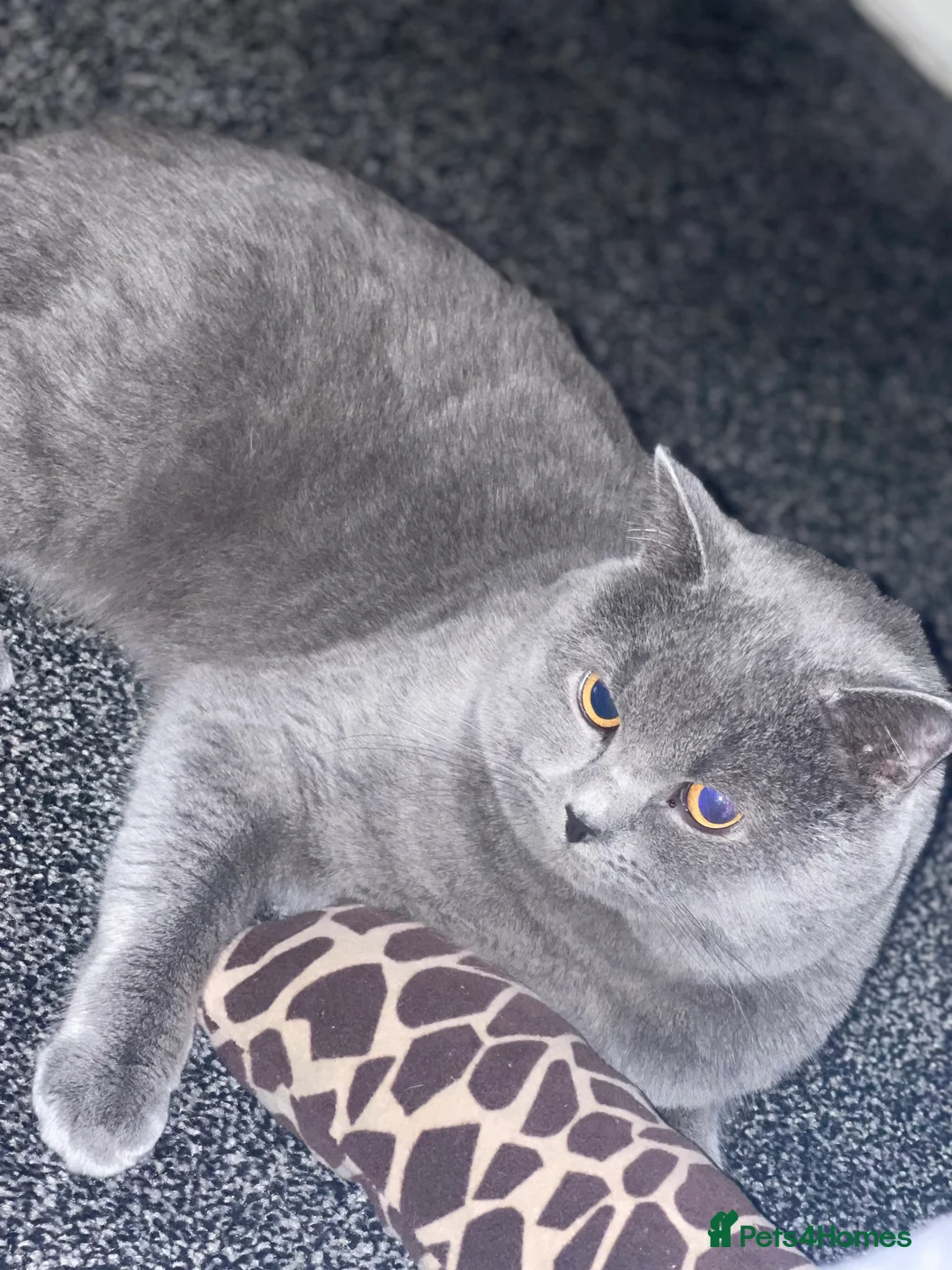 British Shorthair cats for stud: BSH STUD duties CCTV  in Bradford - Advert 3