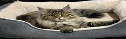 Maine Coon cats for sale: 🤩Sweet Lion Brown Torbie & White Tabby Maine Coon - Advert 10