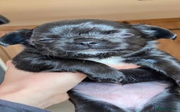 Chihuahua dogs for stud: KC Registered Blue Double KB in Chorley - Image 18