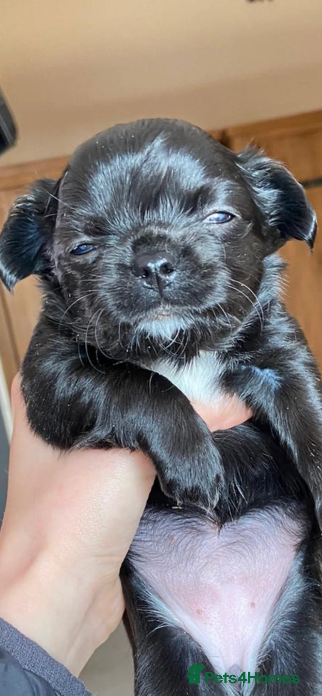 Chihuahua dogs for stud: KC Registered Blue Double KB in Chorley - Advert 18