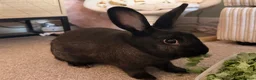 Mixed Breed rabbits for sale: 2 gorgeous rabbits  in Warrington - Advert 5
