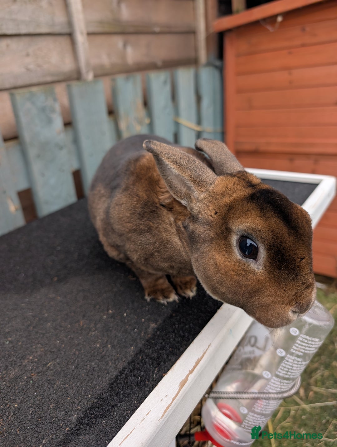 Rex rabbits for sale: Mini rex buck - Advert 1