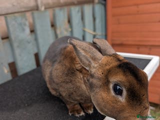 Rex rabbits Mini rex buck - Advert 5