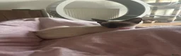 Siamese cats for sale: Siamese Girl Kitten Left *URGENT* - Advert 4