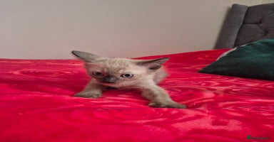 Mixed Breed cats - Advert 3
