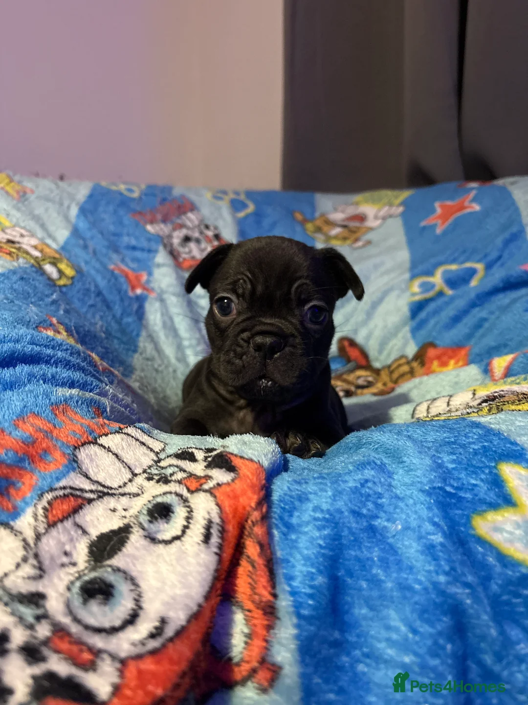 French Bulldog dogs for sale: French Bulldog Puppies - Advert 21