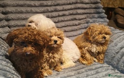Maltipoo dogs for sale: Toy Maltipoo Ready to go - Image 17