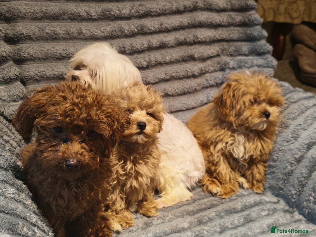 Maltipoo dogs for sale: Toy Maltipoo Ready to go - Image 17