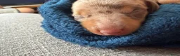 Miniature Dachshund dogs for sale: Beautiful miniature dachshund puppies  in Wednesbury - Advert 14