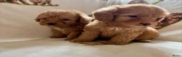Cockapoo dogs for sale: F1 health clear cockapoo puppies  - Advert 24
