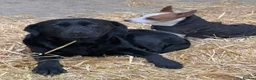 Mixed Breed dogs for sale: Gorgeous litter of jackadors  - Advert 4