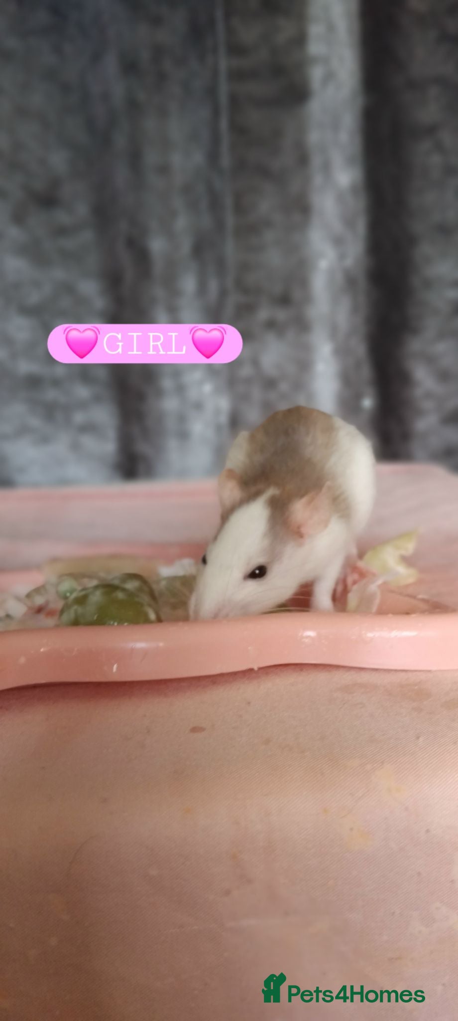 Rat rodents Beautiful babies ratties 🥰🥰🥰 - Advert 2