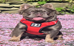 French Bulldog dogs for stud: Skittles, Isabella tan, fluffy, pink carrier in Sheffield - Image 1