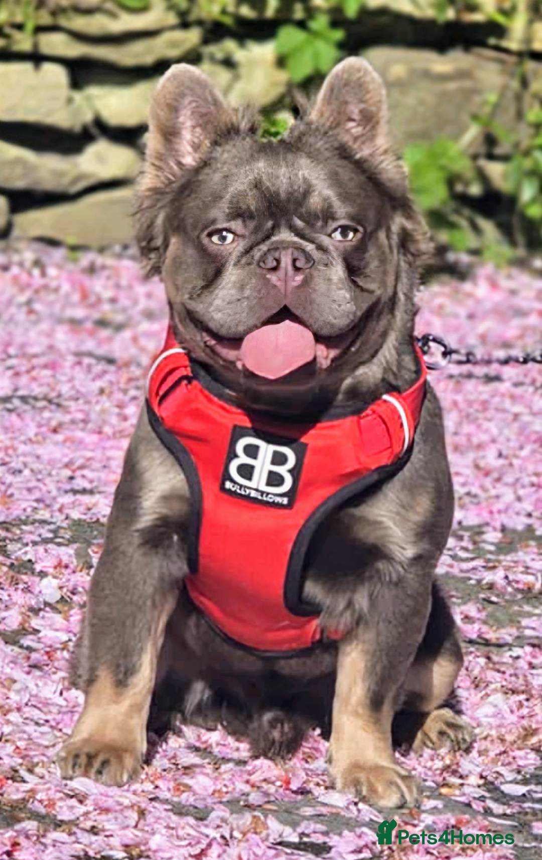 French Bulldog dogs for stud: Skittles, Isabella tan, fluffy, pink carrier in Sheffield - Image 1