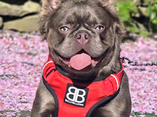 French Bulldog dogs Skittles, Isabella tan, fluffy, pink carrier in Sheffield - Advert 1