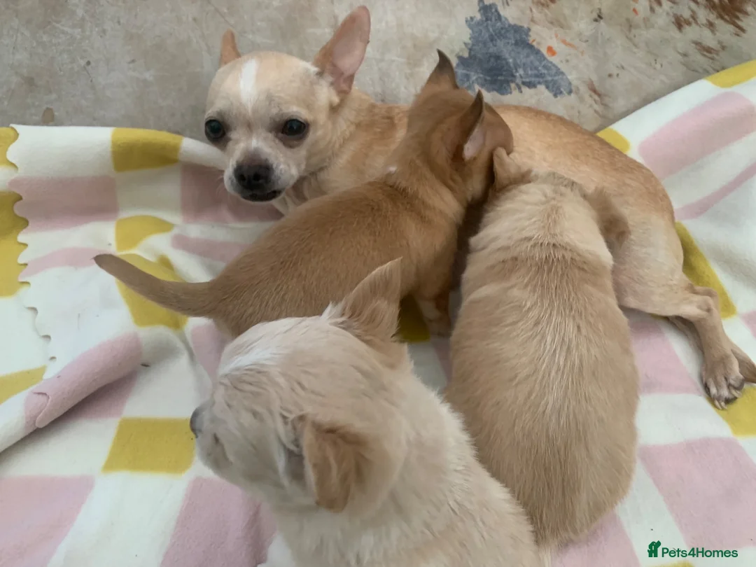 Chihuahua dogs for sale: Playful chihuahua puppies - Advert 1