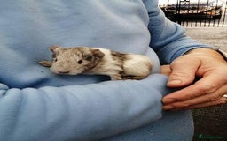 Guinea Pig rodents for sale: Fluffy guinea pig babies  - Advert 2