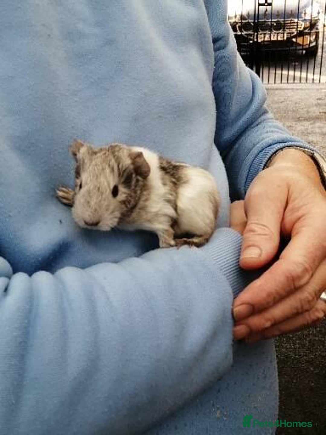 Guinea Pig rodents for sale: Fluffy guinea pig babies  - Advert 2