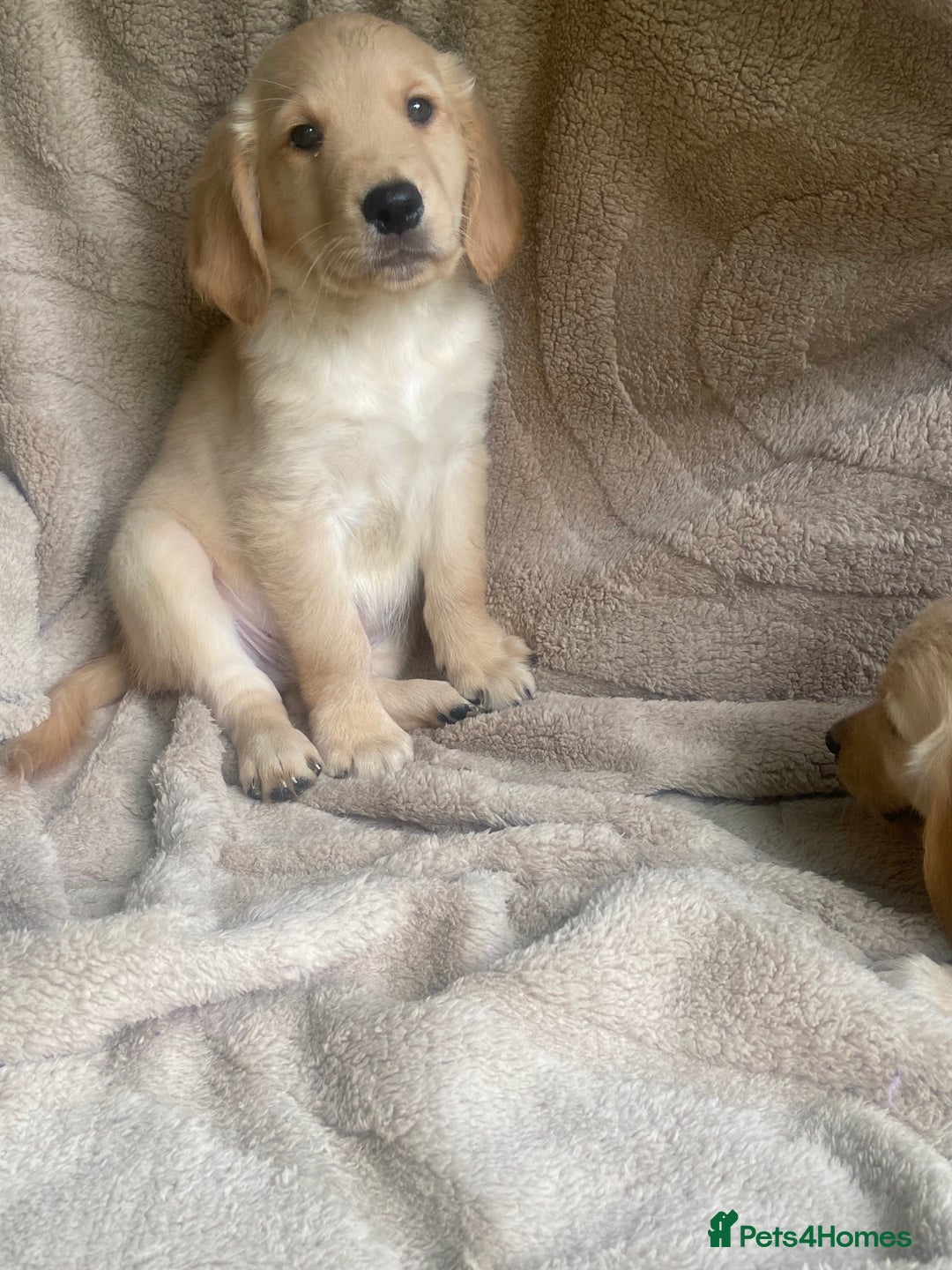 Golden Retriever dogs for sale: Golden retrievers - Image 6