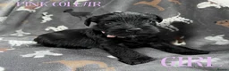 Miniature Schnauzer dogs for sale: Beautiful Miniature Schnauzers  - Advert 6