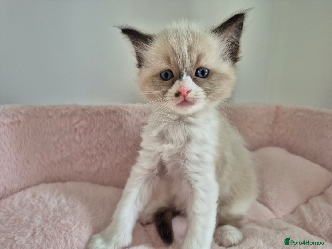 Ragdoll cats for sale: Ragdoll Kittens - Image 12