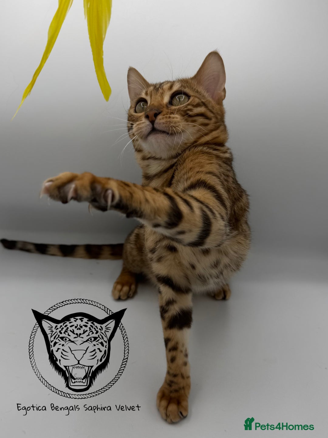 Bengal cats for sale: 🐆✨ GLITTER TICA 6TH GENERATION BENGAL KITTENS🐆✨ - Advert 24