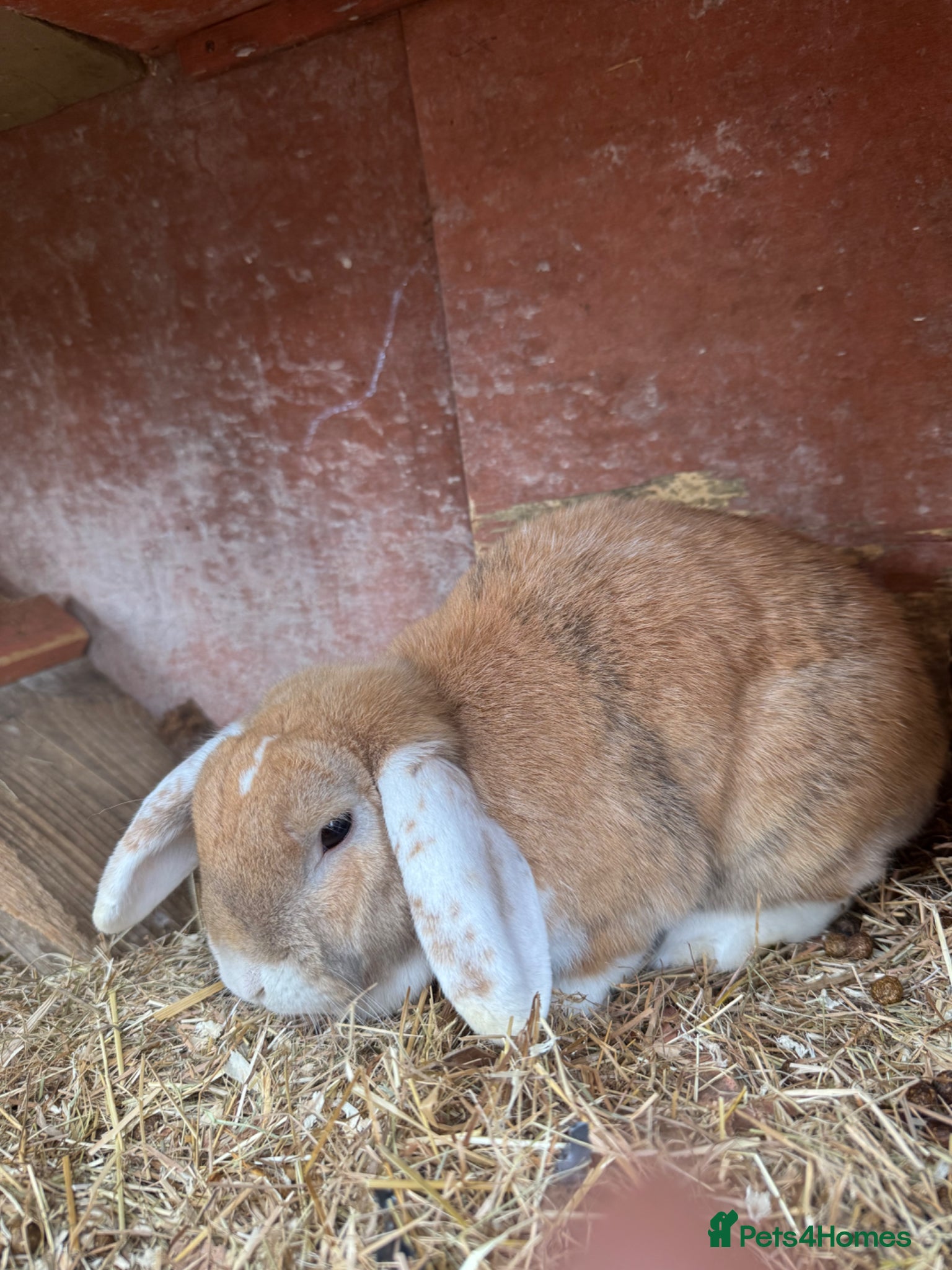Mixed Breed rabbits New home needed  - Advert 1