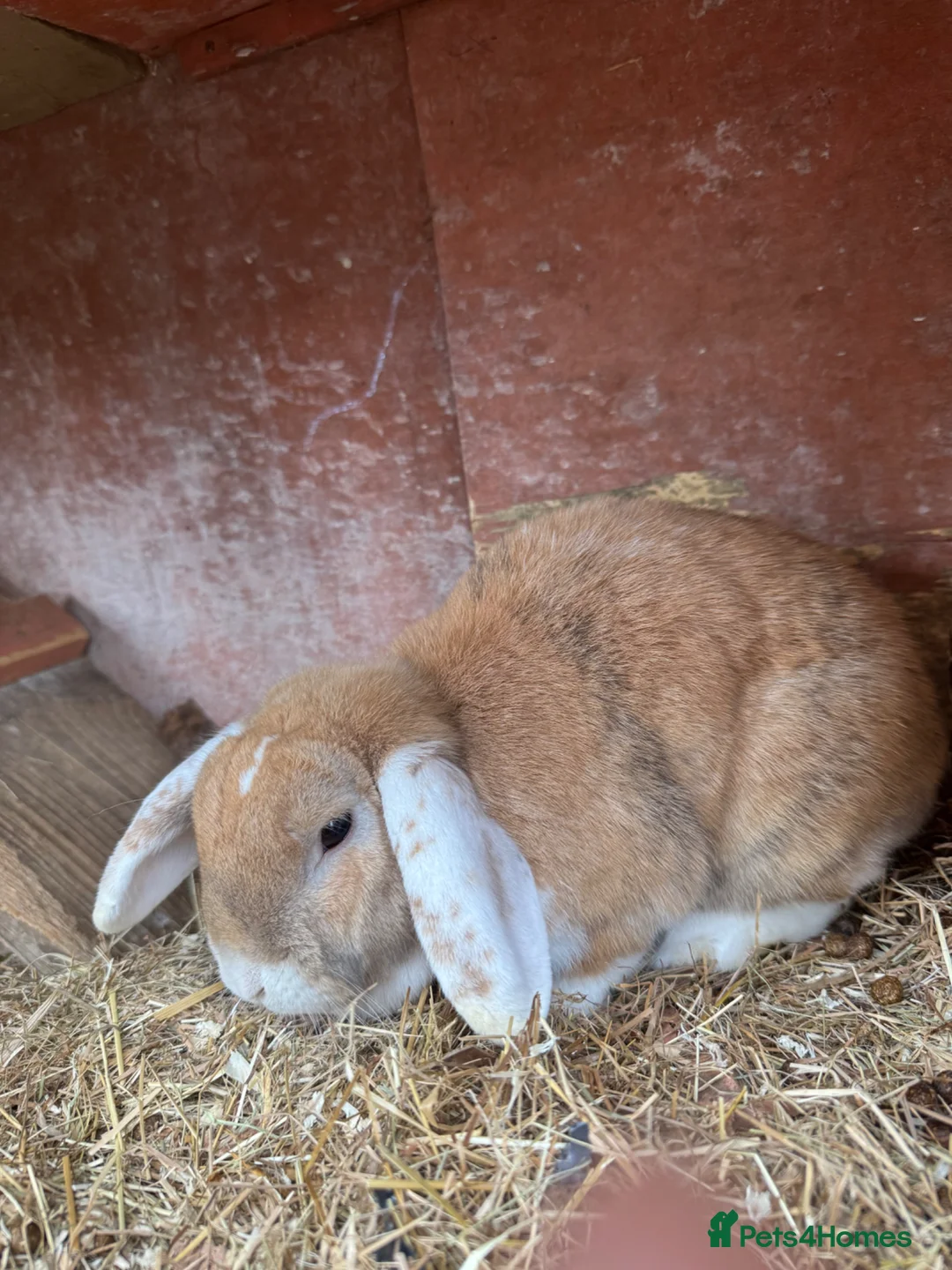 Mixed Breed rabbits for sale: New home needed  in Godalming - Advert 1